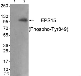 Western blot - EPS15 (Phospho-Tyr849) Antibody from Signalway Antibody (11800) - Antibodies.com