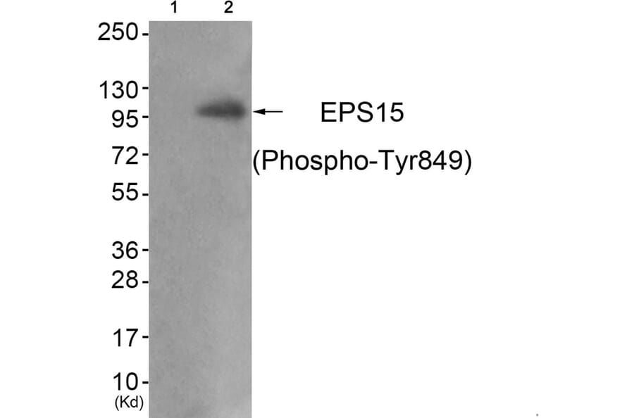 Western blot - EPS15 (Phospho-Tyr849) Antibody from Signalway Antibody (11800) - Antibodies.com