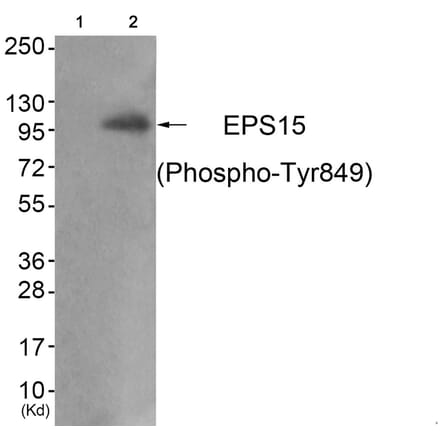 Western blot - EPS15 (Phospho-Tyr849) Antibody from Signalway Antibody (11800) - Antibodies.com