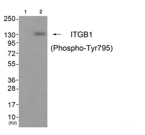 Western blot - ITGB1 (Phospho-Tyr795) Antibody from Signalway Antibody (11824) - Antibodies.com
