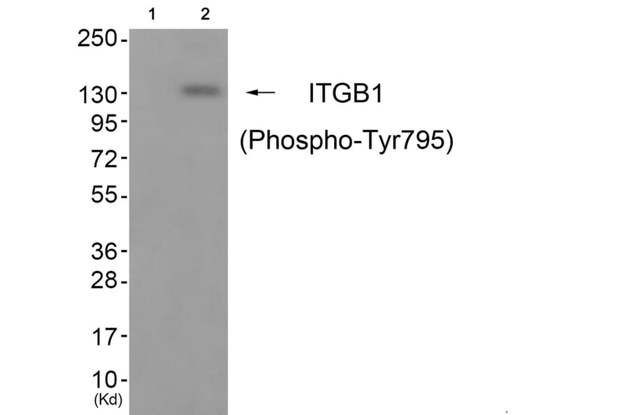 Western blot - ITGB1 (Phospho-Tyr795) Antibody from Signalway Antibody (11824) - Antibodies.com