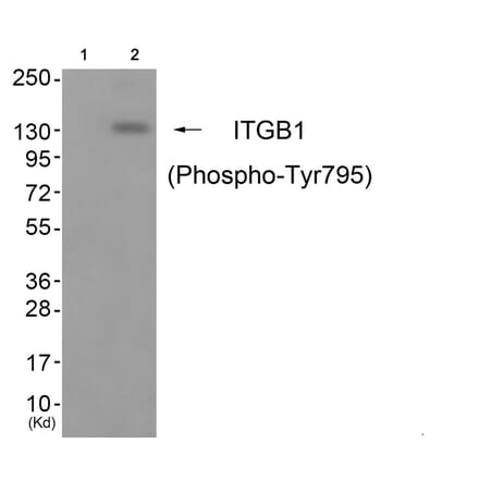 Western blot - ITGB1 (Phospho-Tyr795) Antibody from Signalway Antibody (11824) - Antibodies.com