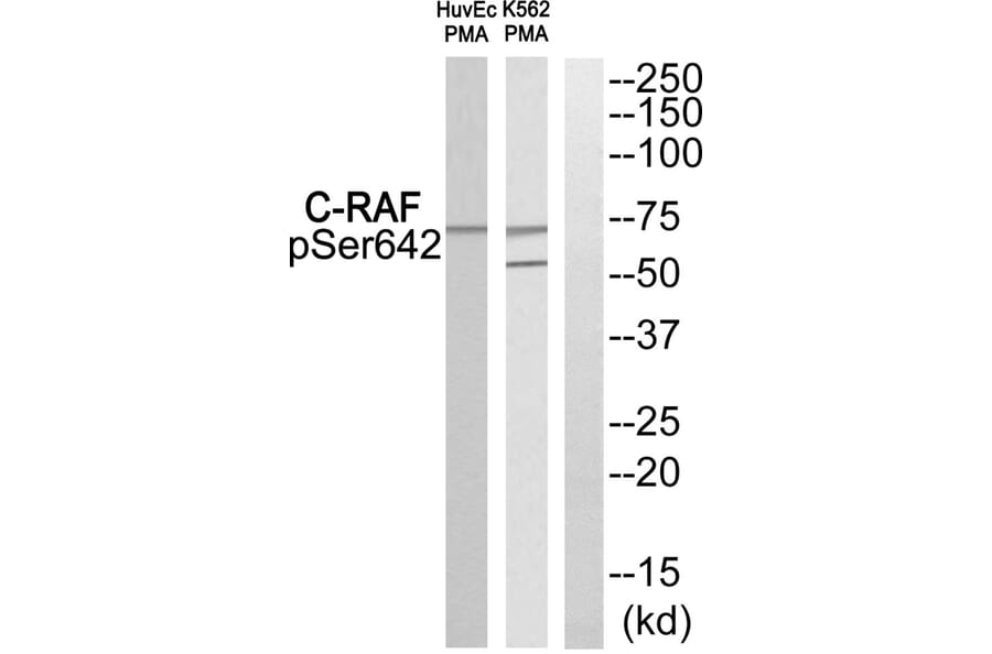 Western blot - C-RAF (Phospho-Ser642) Antibody from Signalway Antibody (11826) - Antibodies.com