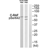 Western blot - C-RAF (Phospho-Ser642) Antibody from Signalway Antibody (11826) - Antibodies.com