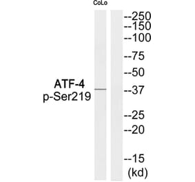 Western blot - ATF-4 (Phospho-Ser219) Antibody from Signalway Antibody (11831) - Antibodies.com