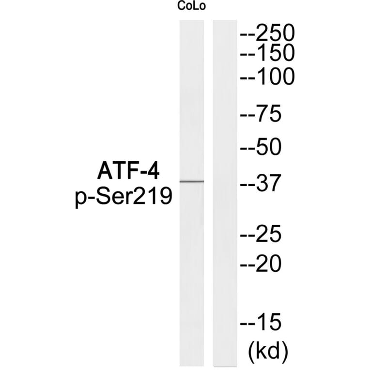 Western blot - ATF-4 (Phospho-Ser219) Antibody from Signalway Antibody (11831) - Antibodies.com