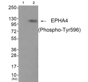 Western blot - EPHA4 (Phospho-Tyr596) Antibody from Signalway Antibody (11834) - Antibodies.com