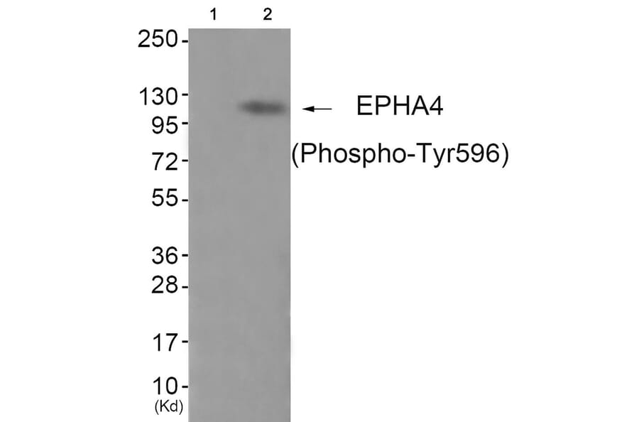 Western blot - EPHA4 (Phospho-Tyr596) Antibody from Signalway Antibody (11834) - Antibodies.com