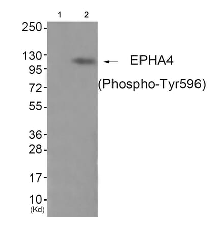 Western blot - EPHA4 (Phospho-Tyr596) Antibody from Signalway Antibody (11834) - Antibodies.com