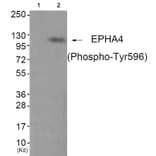 Western blot - EPHA4 (Phospho-Tyr596) Antibody from Signalway Antibody (11834) - Antibodies.com