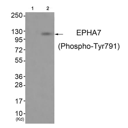 Western blot - EPHA7 (Phospho-Tyr791) Antibody from Signalway Antibody (11835) - Antibodies.com