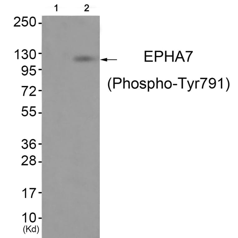 Western blot - EPHA7 (Phospho-Tyr791) Antibody from Signalway Antibody (11835) - Antibodies.com