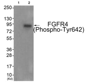 Western blot - FGFR4 (Phospho-Tyr642) Antibody from Signalway Antibody (11836) - Antibodies.com