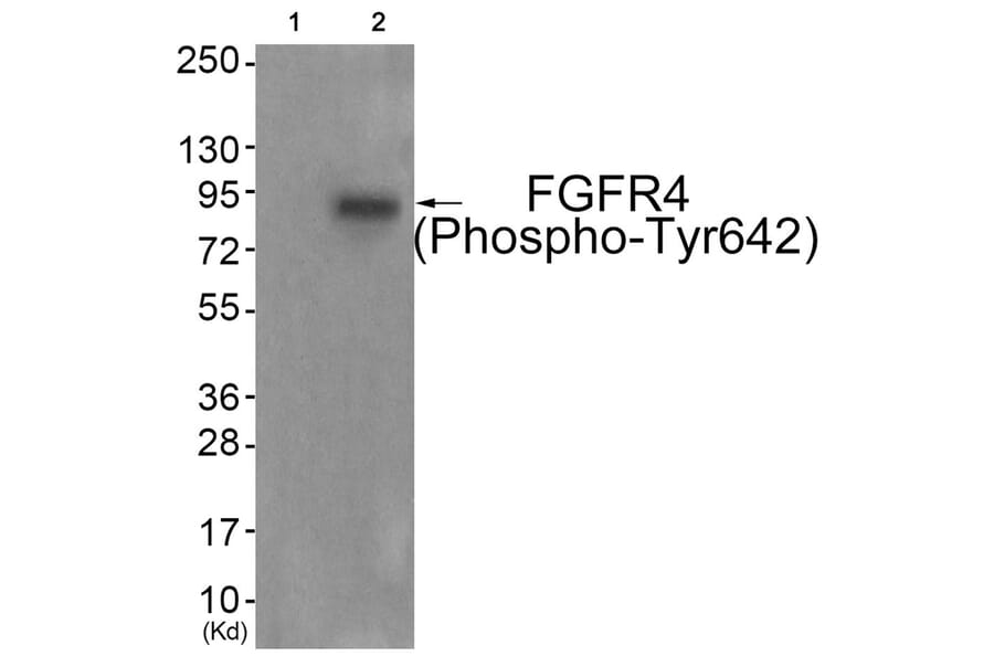 Western blot - FGFR4 (Phospho-Tyr642) Antibody from Signalway Antibody (11836) - Antibodies.com