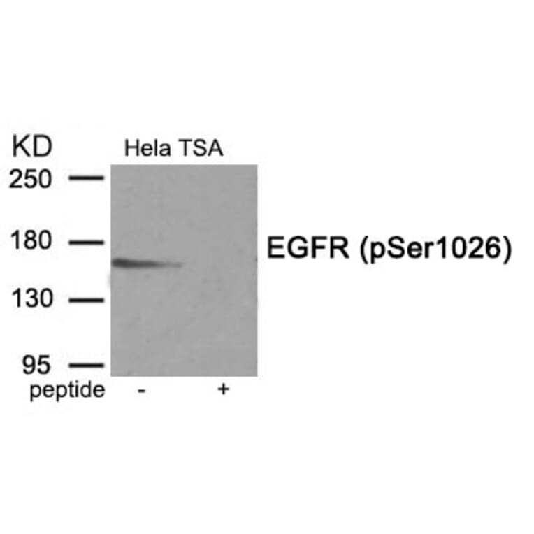 Western blot - EGFR (Phospho-Ser1026) Antibody from Signalway Antibody (11902) - Antibodies.com