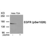 Western blot - EGFR (Phospho-Ser1026) Antibody from Signalway Antibody (11902) - Antibodies.com