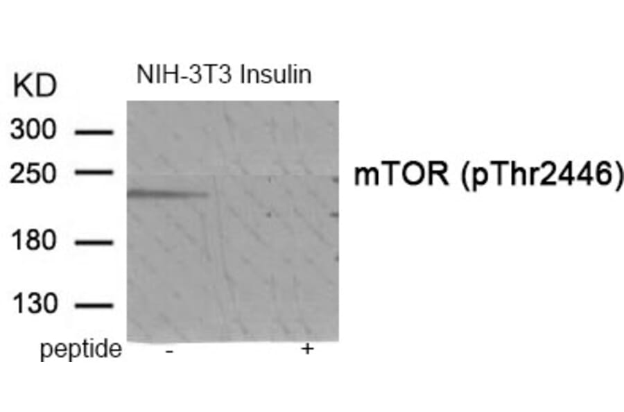 Western blot - mTOR (Phospho-Thr2446) Antibody from Signalway Antibody (11915) - Antibodies.com