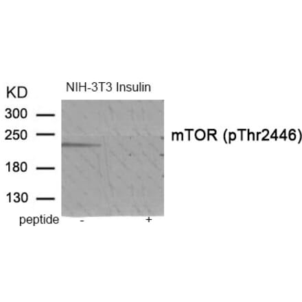 Western blot - mTOR (Phospho-Thr2446) Antibody from Signalway Antibody (11915) - Antibodies.com