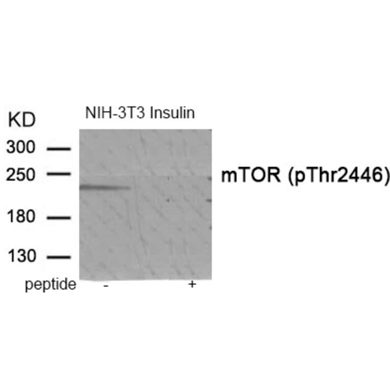 Western blot - mTOR (Phospho-Thr2446) Antibody from Signalway Antibody (11915) - Antibodies.com
