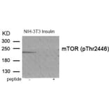 Western blot - mTOR (Phospho-Thr2446) Antibody from Signalway Antibody (11915) - Antibodies.com