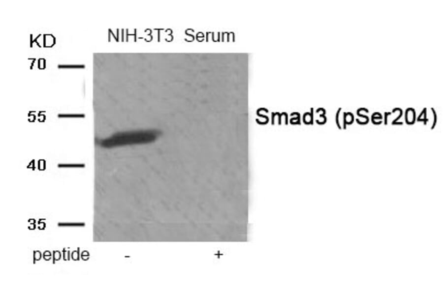 Western blot - Smad3 (Phospho-Ser204) Antibody from Signalway Antibody (11916) - Antibodies.com