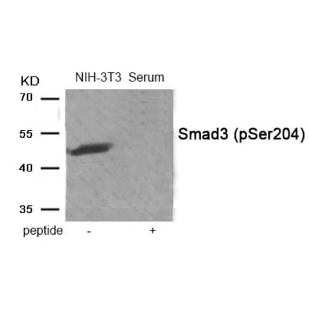 Western blot - Smad3 (Phospho-Ser204) Antibody from Signalway Antibody (11916) - Antibodies.com