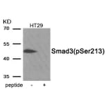 Western blot - Smad3 (Phospho-Ser213) Antibody from Signalway Antibody (11917) - Antibodies.com