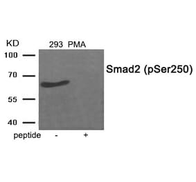 Western blot - Smad2 (Phospho-Ser250) Antibody from Signalway Antibody (11924) - Antibodies.com