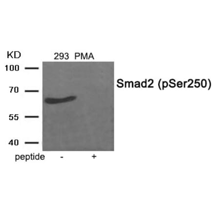 Western blot - Smad2 (Phospho-Ser250) Antibody from Signalway Antibody (11924) - Antibodies.com