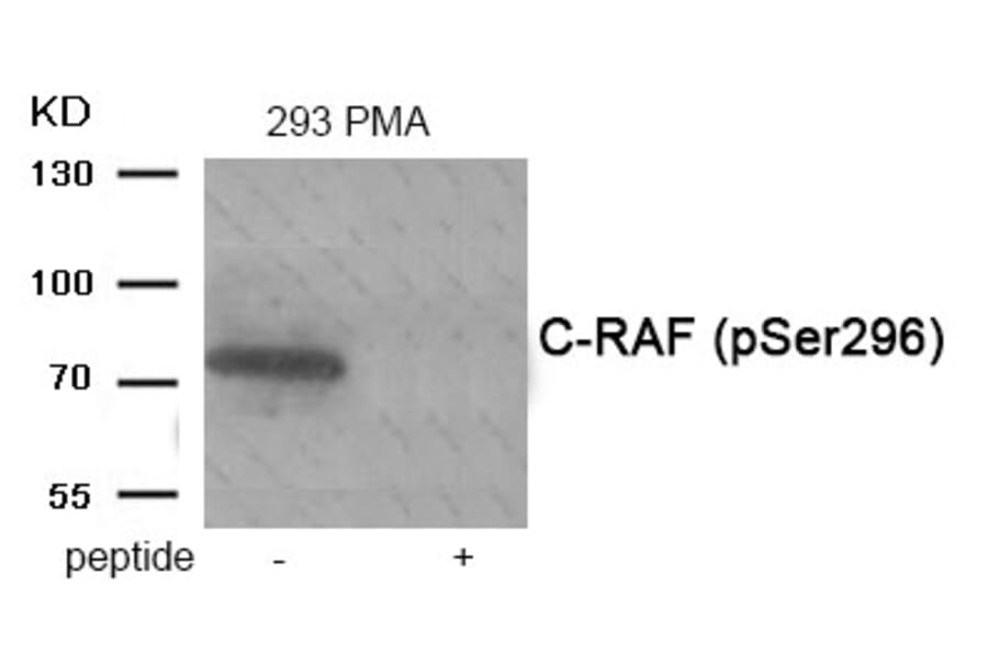 Western blot - C-RAF (Phospho-Ser296) Antibody from Signalway Antibody (11936) - Antibodies.com