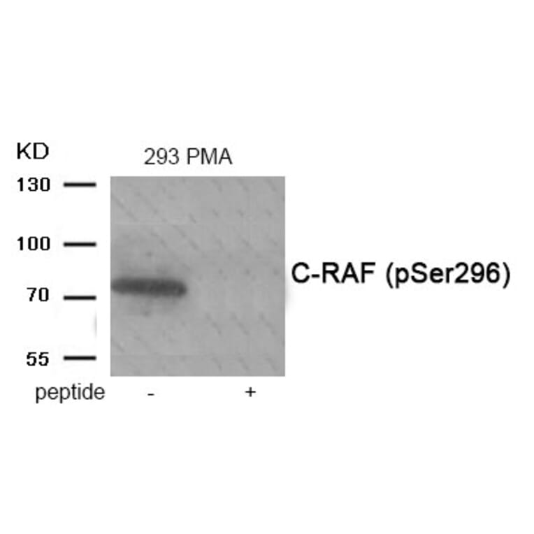 Western blot - C-RAF (Phospho-Ser296) Antibody from Signalway Antibody (11936) - Antibodies.com