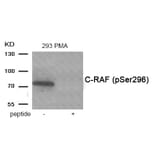 Western blot - C-RAF (Phospho-Ser296) Antibody from Signalway Antibody (11936) - Antibodies.com