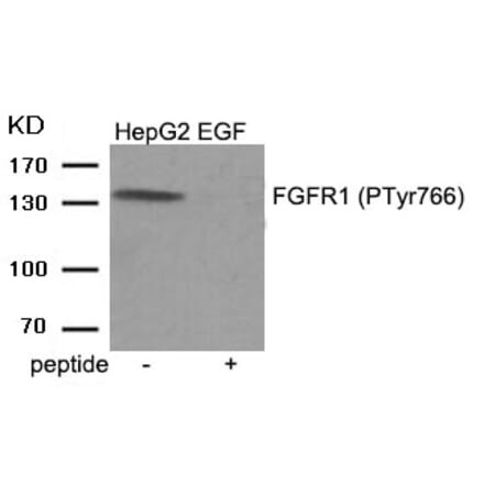 Western blot - FGFR1 (Phospho-Tyr766) Antibody from Signalway Antibody (11943) - Antibodies.com