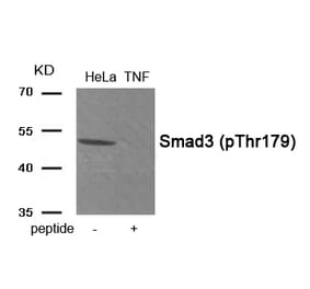 Western blot - Smad3 (Phospho-Thr179) Antibody from Signalway Antibody (11955) - Antibodies.com