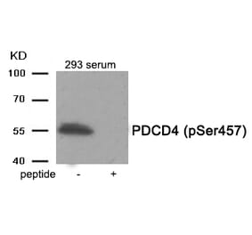 Western blot - PDCD4 (Phospho-Ser457) Antibody from Signalway Antibody (11962) - Antibodies.com