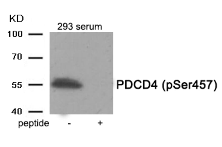 Western blot - PDCD4 (Phospho-Ser457) Antibody from Signalway Antibody (11962) - Antibodies.com