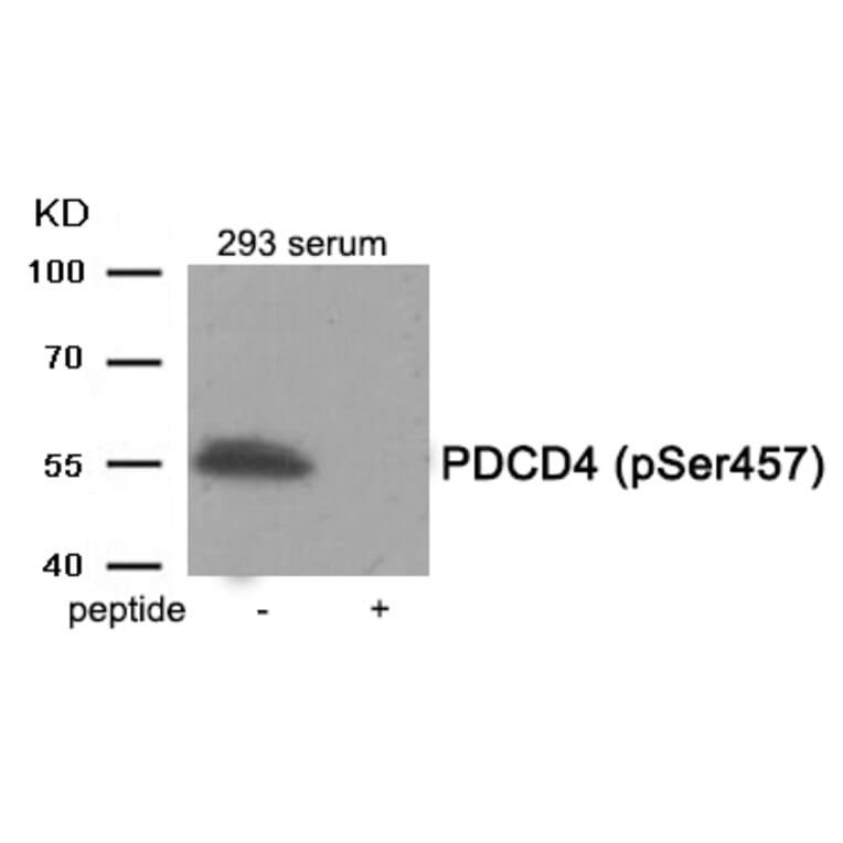 Western blot - PDCD4 (Phospho-Ser457) Antibody from Signalway Antibody (11962) - Antibodies.com