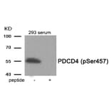 Western blot - PDCD4 (Phospho-Ser457) Antibody from Signalway Antibody (11962) - Antibodies.com