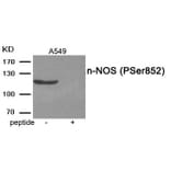 Western blot - n-NOS (Phospho-Ser852) Antibody from Signalway Antibody (11975) - Antibodies.com