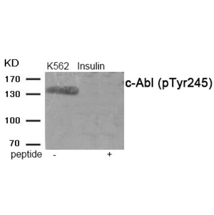Western blot - c-Abl (Phospho-Tyr245) Antibody from Signalway Antibody (11990) - Antibodies.com