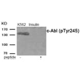Western blot - c-Abl (Phospho-Tyr245) Antibody from Signalway Antibody (11990) - Antibodies.com