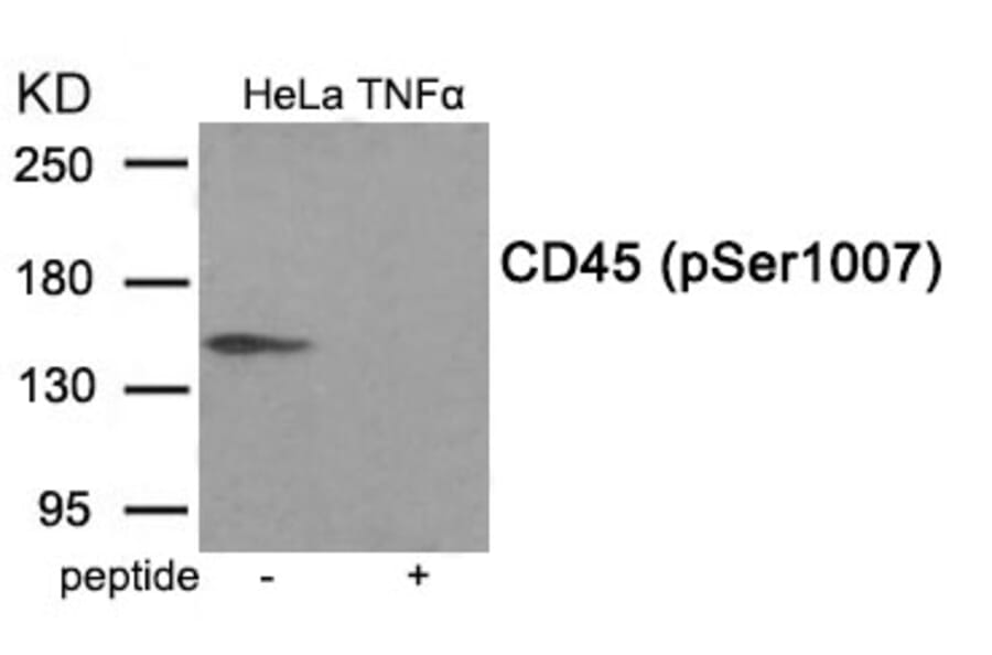 Western blot - CD45 (Phospho-Ser1007) Antibody from Signalway Antibody (11993) - Antibodies.com