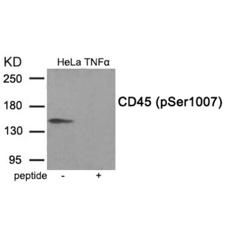 Western blot - CD45 (Phospho-Ser1007) Antibody from Signalway Antibody (11993) - Antibodies.com