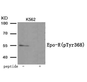 Western blot - Epo-R (Phospho-Tyr368) Antibody from Signalway Antibody (11996) - Antibodies.com