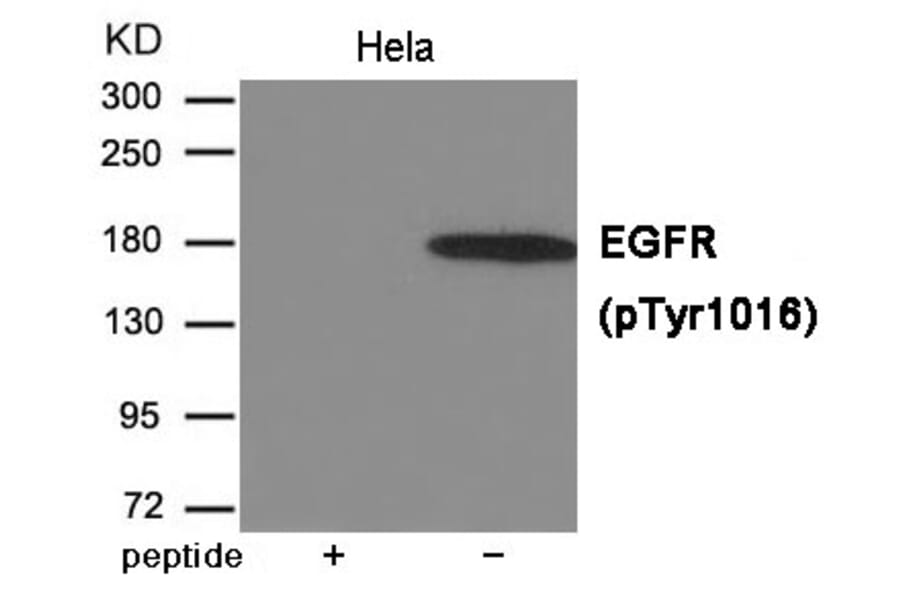 Western blot - EGFR (Phospho-Tyr1016) Antibody from Signalway Antibody (12013) - Antibodies.com