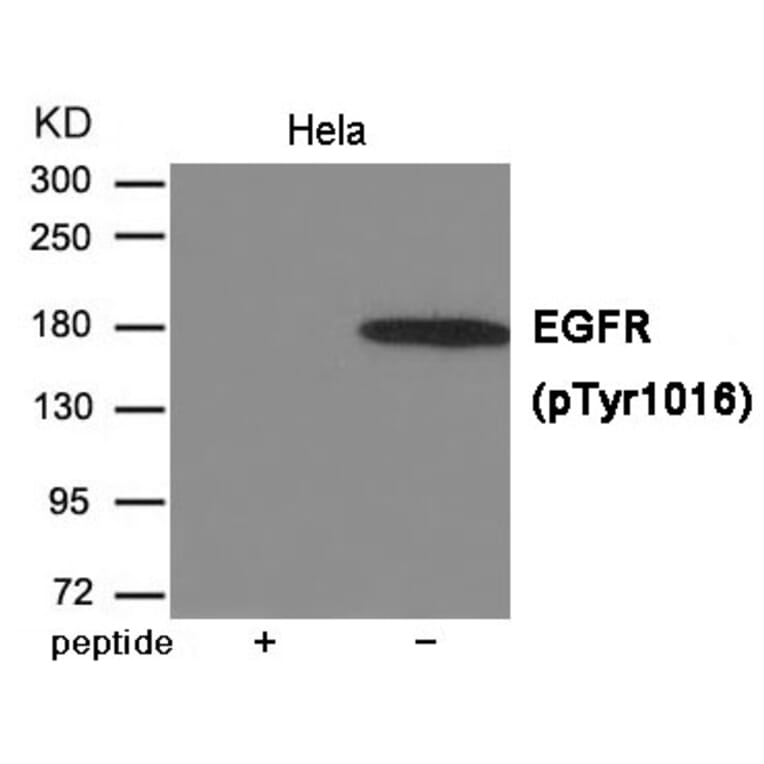 Western blot - EGFR (Phospho-Tyr1016) Antibody from Signalway Antibody (12013) - Antibodies.com
