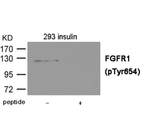 Western blot - FGFR1 (Phospho-Tyr654) Antibody from Signalway Antibody (12014) - Antibodies.com