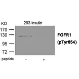 Western blot - FGFR1 (Phospho-Tyr654) Antibody from Signalway Antibody (12014) - Antibodies.com