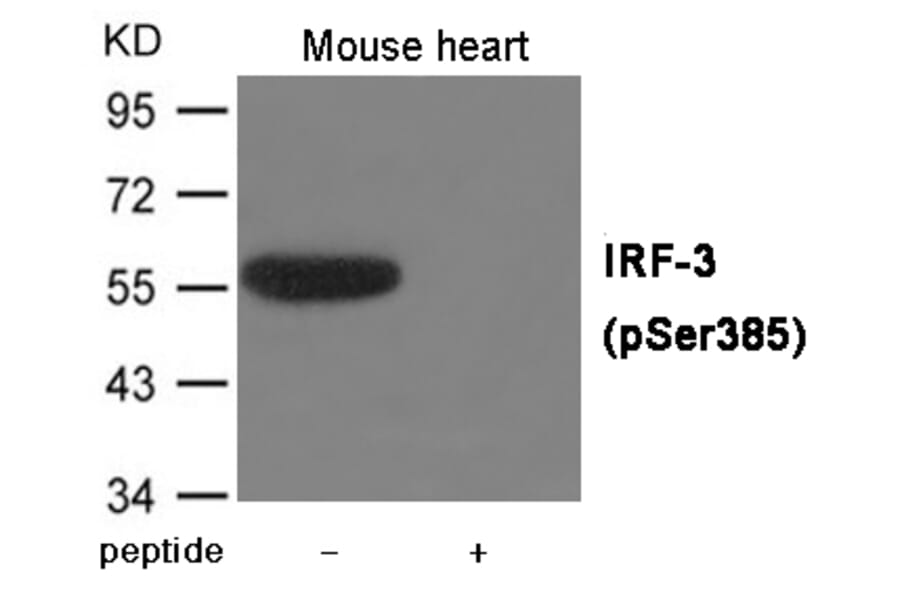 Western blot - IRF-3 (Phospho-Ser385) Antibody from Signalway Antibody (12016) - Antibodies.com