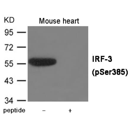 Western blot - IRF-3 (Phospho-Ser385) Antibody from Signalway Antibody (12016) - Antibodies.com